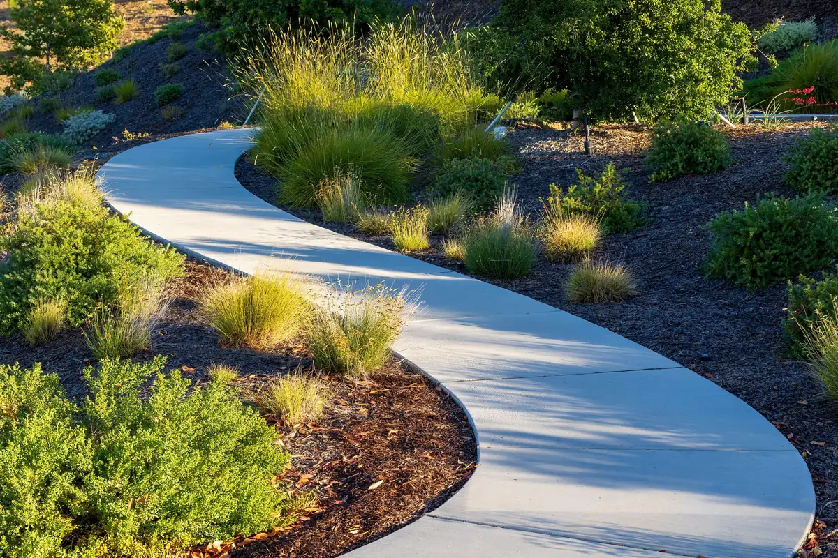 Curving concrete walkway with evenly spaced control joints running through drought-tolerant landscaping
